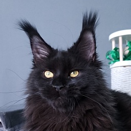 J. C. Lisa  Akbars (polydactyl 66/66)