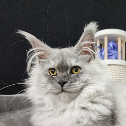 Jovi Cat Akbars (polydactyl 66/66)