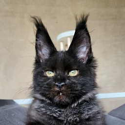 Leo*Nard Akbars ( PET)