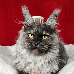 Genesis   Akbars  (polydactyl 65/66)