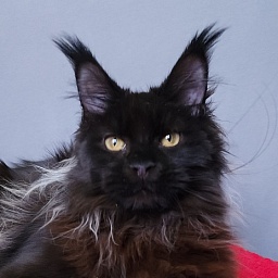 Golda Akbars  (polydactyl 66/66)