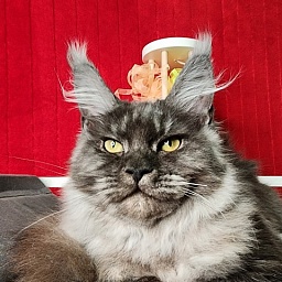 Gamma Kitty Akbars  (polydactyl 66/66)