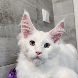 Omel Cat  Akbars ( PET)