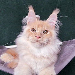 Pancrat Akbars (polydactyl) 56/66