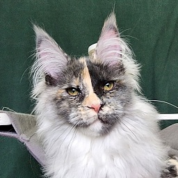 Pelageya  Akbars (polydactyl) 55/66