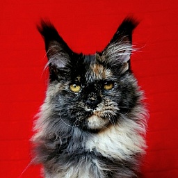 Praskovya  Akbars (polydactyl) 55/66