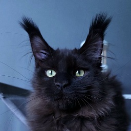 Twix  Akbars (polydactyl 66/66)