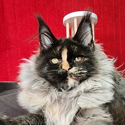 Uma Tris Akbars (polydactyl) 66/66