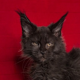 C*Mr Boombastic  Akbars ( polydactyl 77/66)