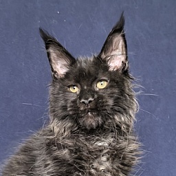 Cat Misha Akbars ( polydactyl 66/66)