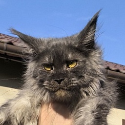 C*Mell  Akbars (polydactyl 77/66)