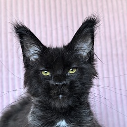 Chiara Akbars polydactyl 77/66)