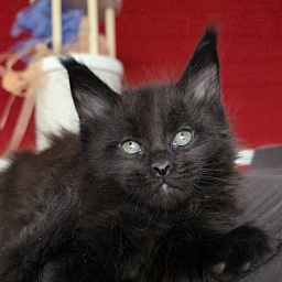 E* Juffin Akbars (polydactyl 66/66)