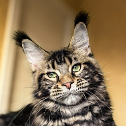 Elit Dev Akbars (polydactyl 66/66)