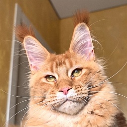 Elit Darina  Akbars (polydactyl 66/66)