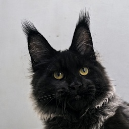 Jo*Hugo  Akbars (polydactyl) 55/66