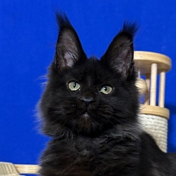 Jo*Happy  Akbars (polydactyl) 66/55