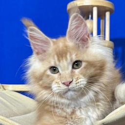 Honey Akbars (polydactyl) 66/66