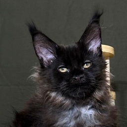 Hopper Akbars (polydactyl) 66/66