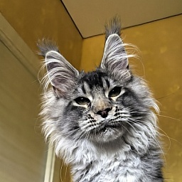 (PET) Haliph Akbars (polydactyl) 77/66