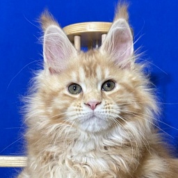 Hoopy Akbars (polydactyl) 56/56