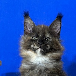 Honora  Akbars (polydactyl) 66/65