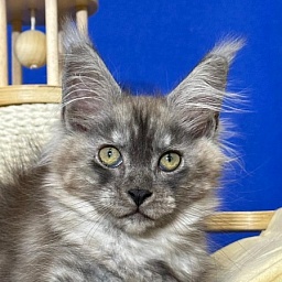 Ignat Rex Akbars (polydactyl) 66/66