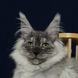 Indigo Rex Akbars (polydactyl) 56/66