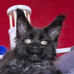 Gusar Akbars  (polydactyl 55/66)