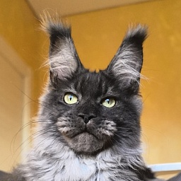 Grey Bear Akbars (polydactyl 66/66)