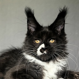 Norton-Ton Akbars (77/66)