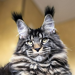 Nike Akbars polydactyl  (66/66)