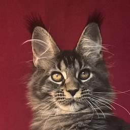 Nastasi Vau Akbars (76/66)