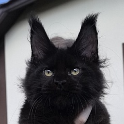 (PET) Nikita Nik   Akbars