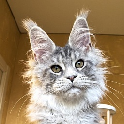 Niles Akbars (Polydactyl 76/66)