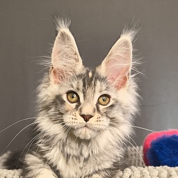 Nefertiti Cat Akbars ( Polydactyl 66/66)