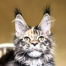 Stella  Akbars (polydactyl)