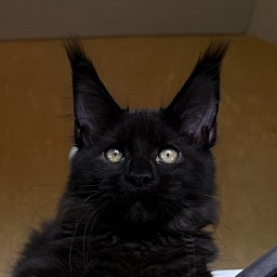 Quinton Akbars  (PET)