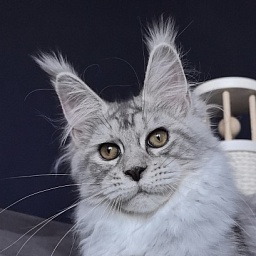 Quin*Tessa Akbars (polydactyl 66/66)l