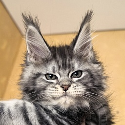 Viski Jim Beam Akbars