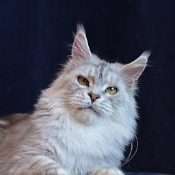 Queen Elizabeth Akbars