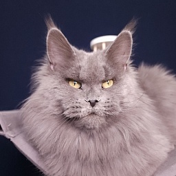 Valeri Bagira Akbars