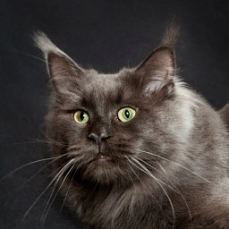 Timaracoon's Odyssee