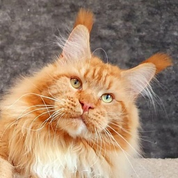 Lexus Akbars & Silver Aqualion