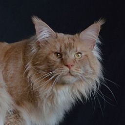 Winston Akbars(polydactyl) 66/66