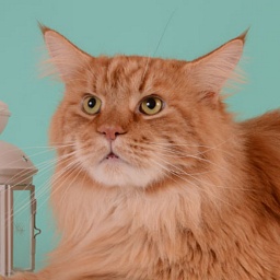 Silvestr Krasnyi Dar