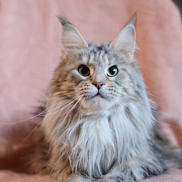 Ressie Ufimskiy Triumf