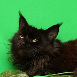 Shannel Black Panther Akbars