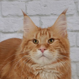 Yulius Caesar Akbars