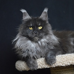 Happiness from Cat Harbour